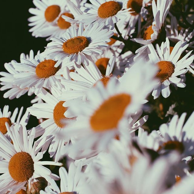 15801983_145373129291751_4851780497069572096_n