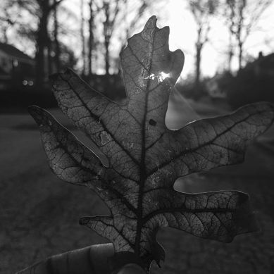 18094867_374313156297493_5679659624039448576_n